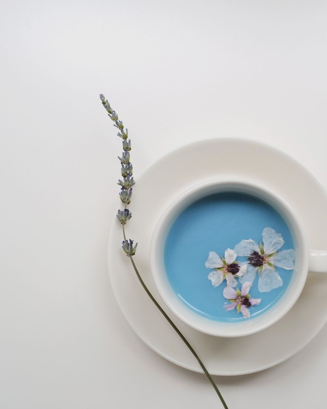 Butterfly pea